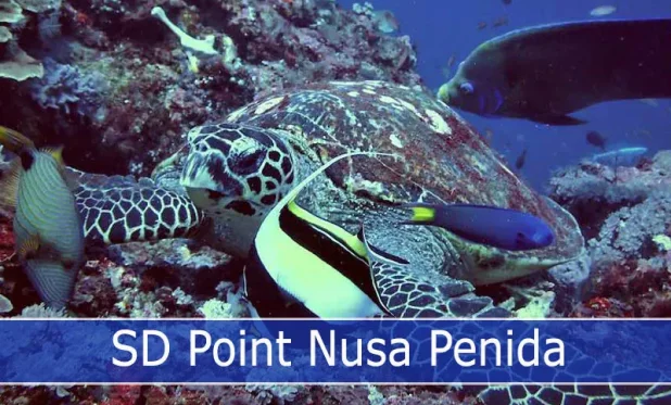 SD Point a drift dive over a coral plateau around 12 to 18 meters deep